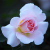 薔薇香る頃♪9