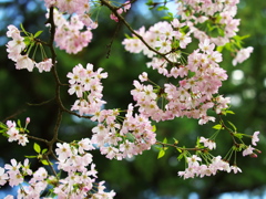 思川桜♪3