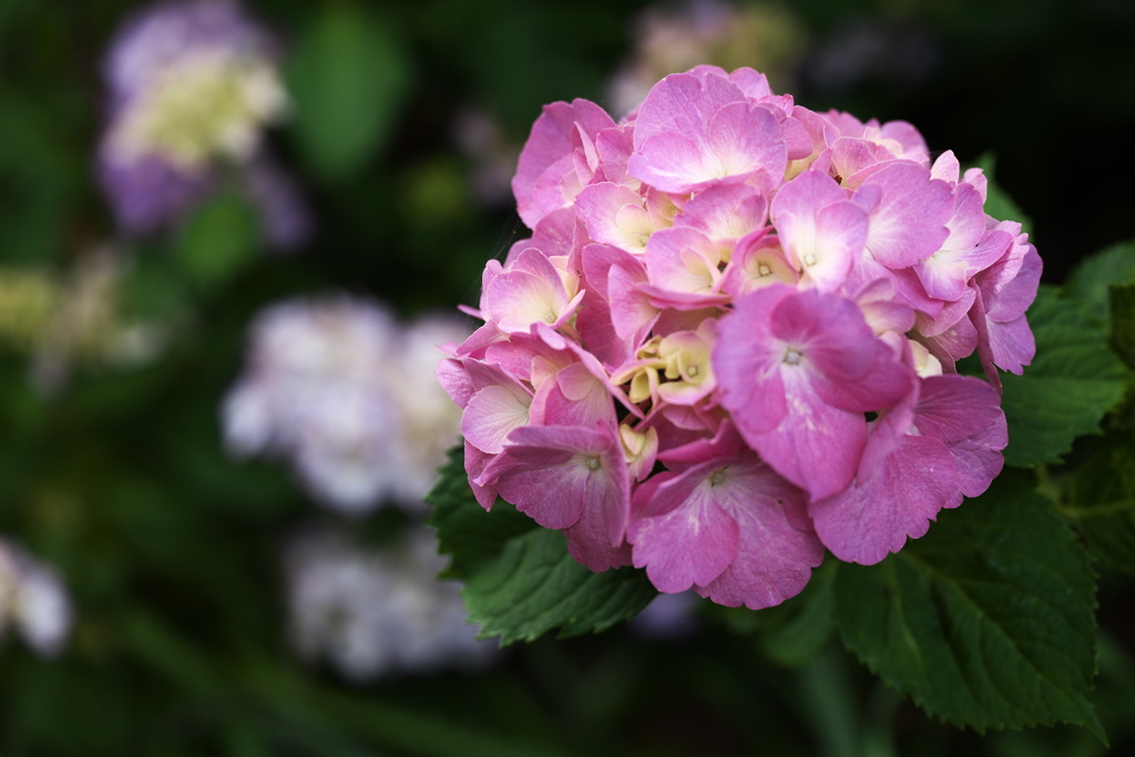 紫陽花・群馬緑化センター♪3