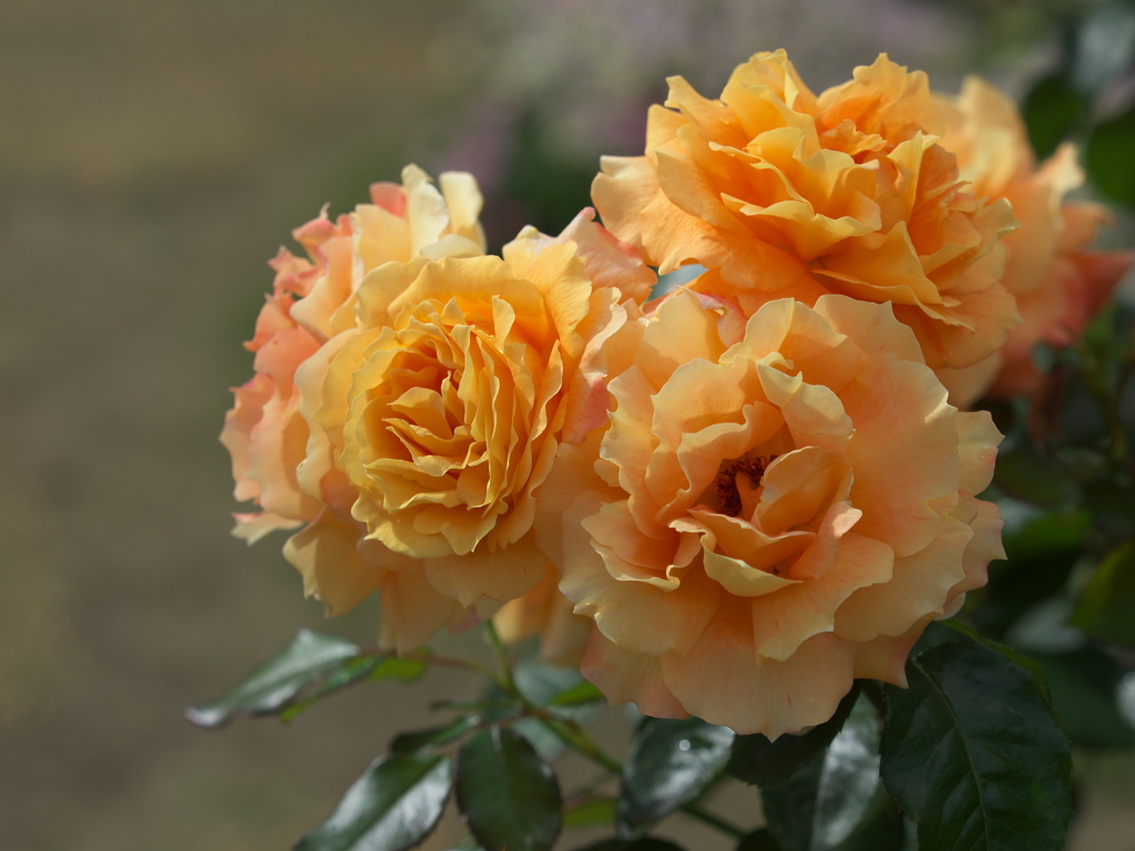 薔薇の微笑み♪6