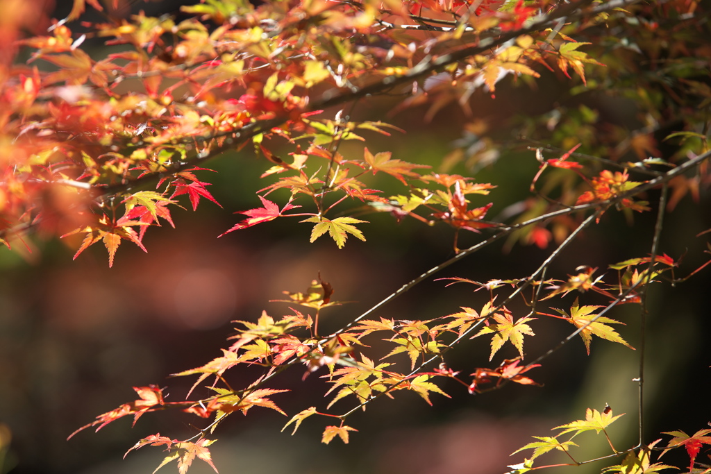 桐生川沿いの紅葉♪3