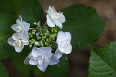 清水寺（せいすいじ）の紫陽花♪2