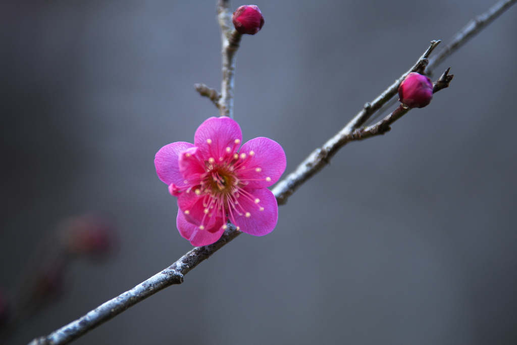 梅林公園の梅♪4