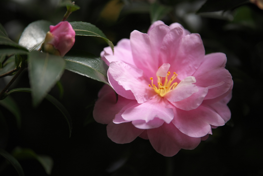 紅葉の頃・太平山♪10