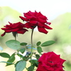 薔薇かおる頃♪3