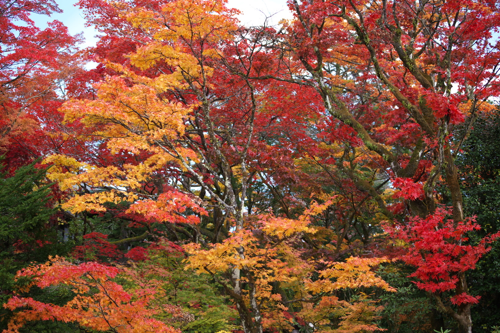 紅葉日光・逍遥園♪9