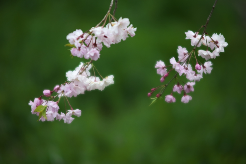 しだれ桜揺れて♪5