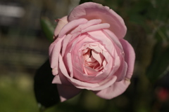 真冬の薔薇♪3