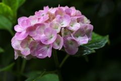 礒山神社の紫陽花♪6