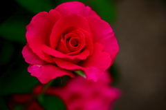 薔薇の微笑み♪18