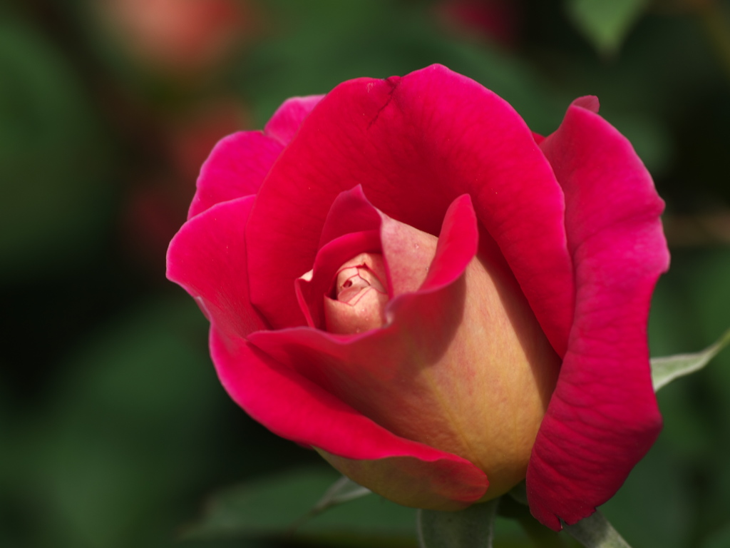 薔薇香る頃♪２