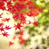 紅葉最終章♪9