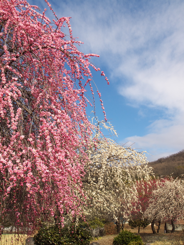 早春の万葉庭園♪9