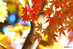 桐生・崇禅寺の秋