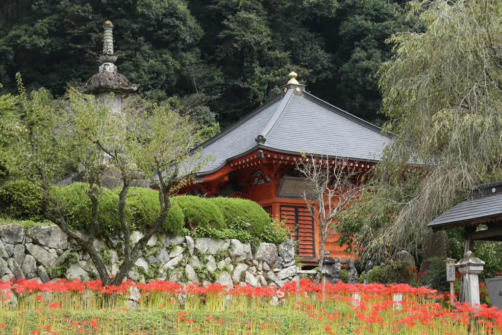 常楽寺の彼岸花♪4