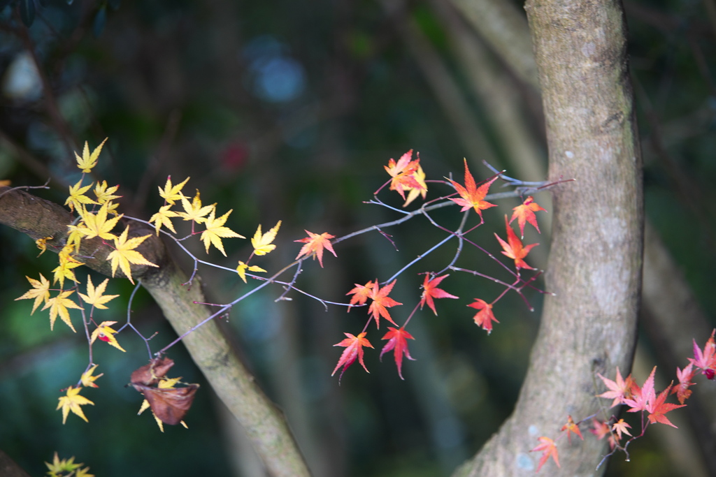 紅葉・さよならをする前に♪9