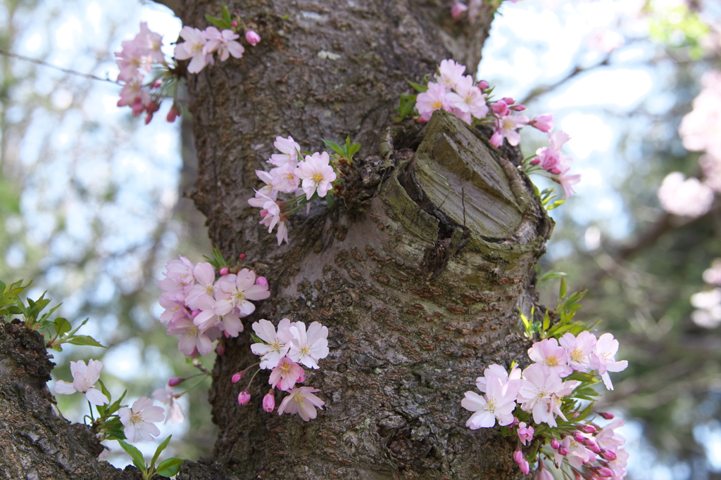 思川桜♪2