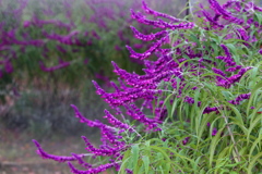 富弘美術館・庭の花♪１