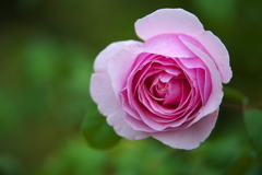 薔薇の微笑み♪19