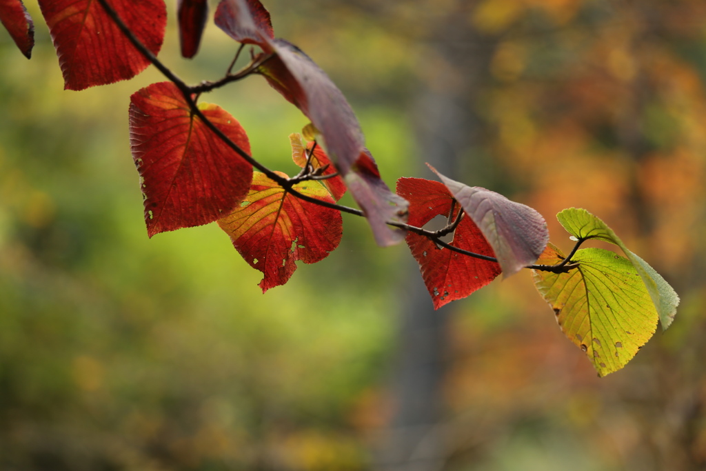 紅葉・古峯園♪5