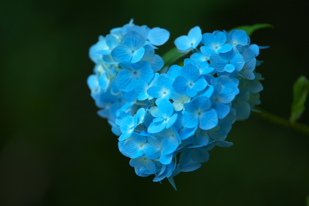 紫陽花・太平山Ⅱ♪2