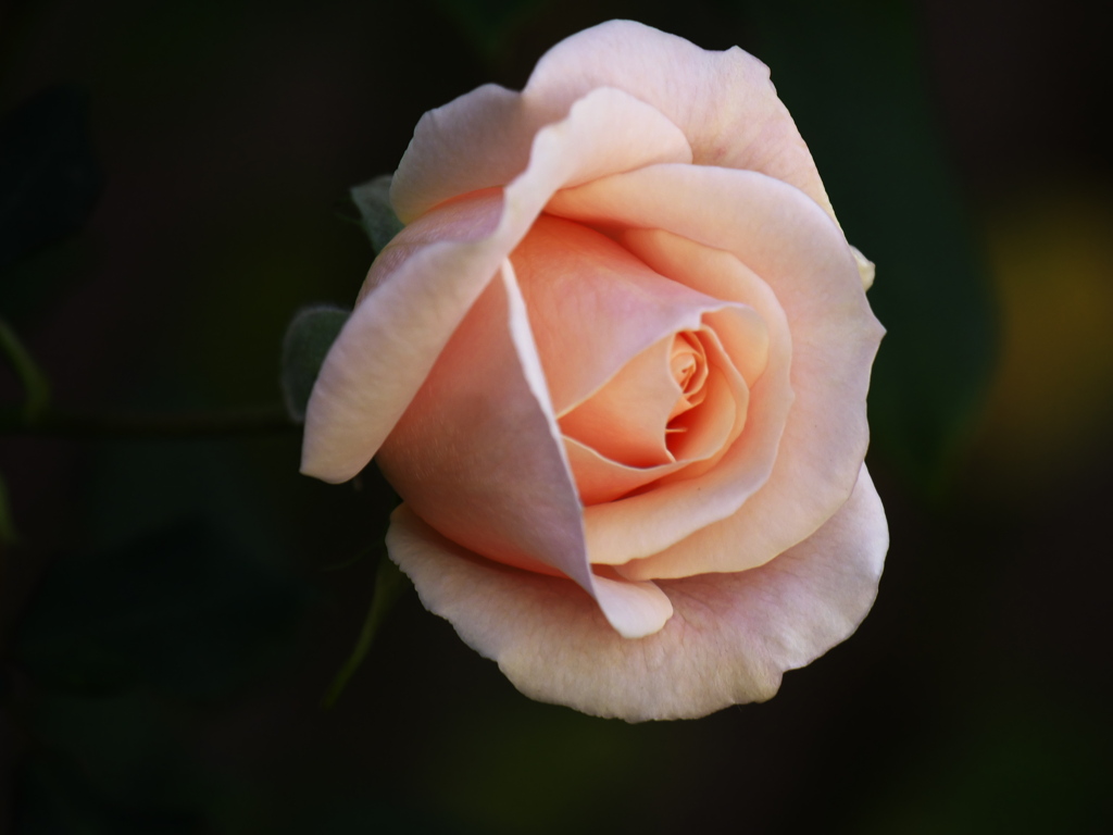 薔薇の微笑み－寒風に耐えて♪5