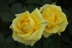 想い出の薔薇♪2