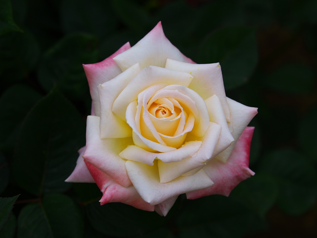 薔薇の微笑み♪12