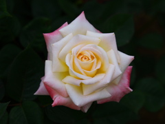 薔薇の微笑み♪12