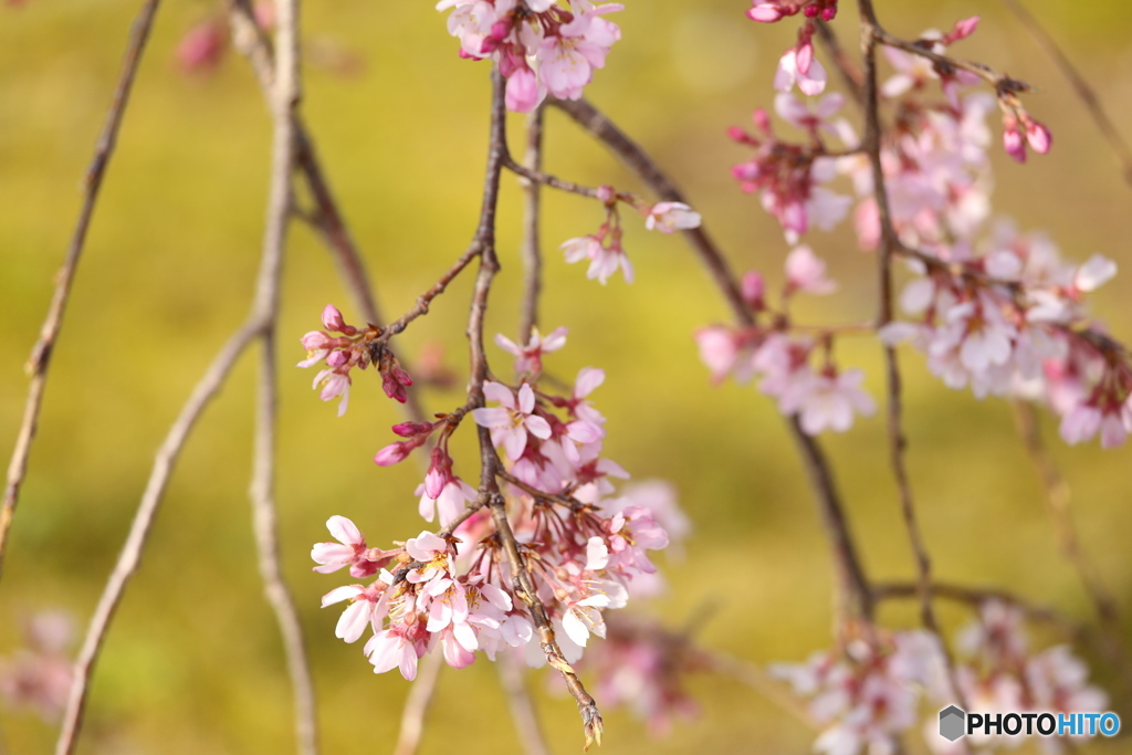 しだれ桜・西光院♪3