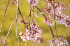 しだれ桜・西光院♪3