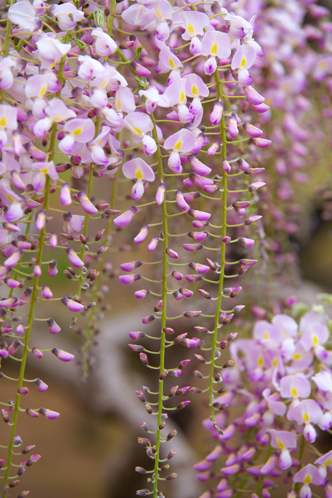 えっ！もう藤の花？♪5