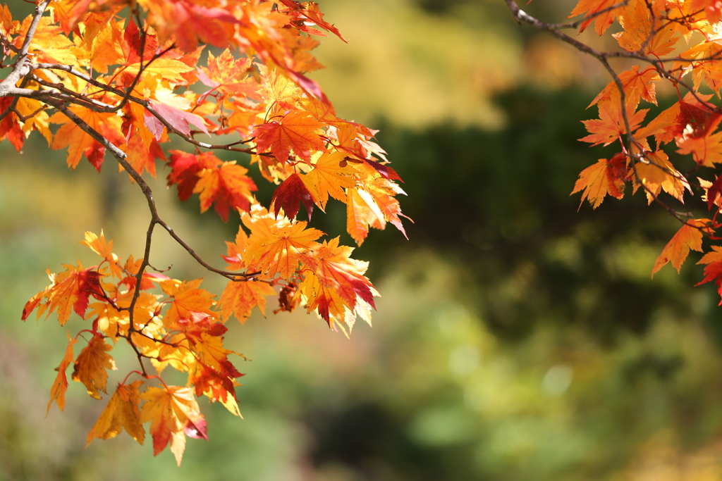 紅葉・奥日光♪6