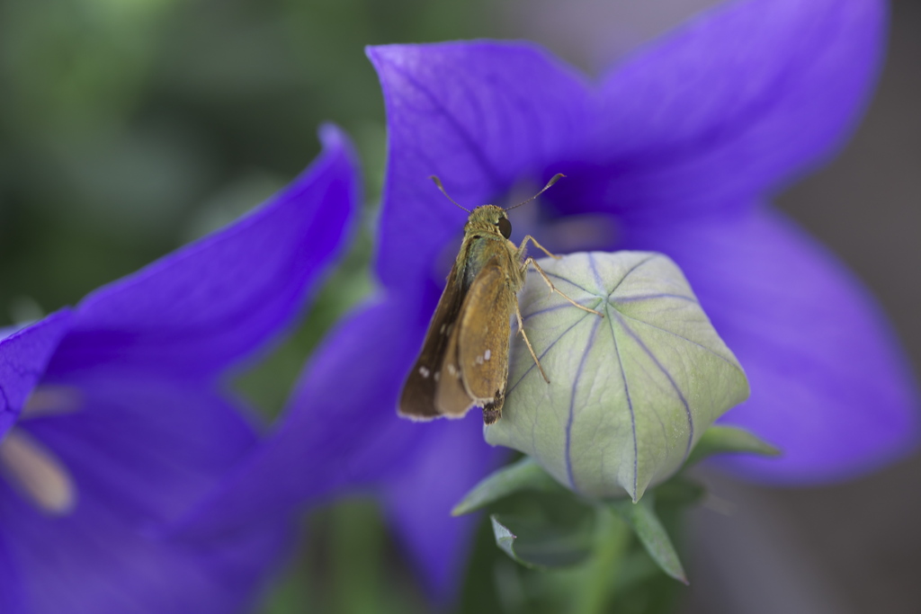 7月の花センター♪2