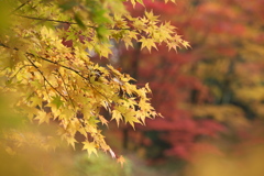 紅葉の頃・田母沢御用邸記念公園♪10