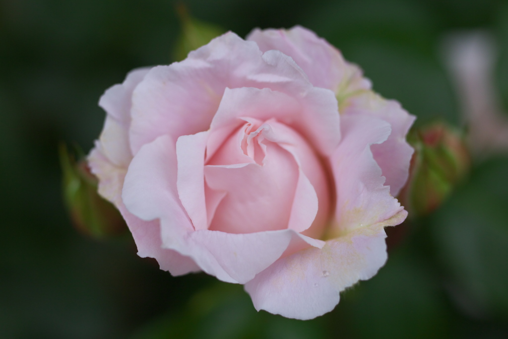 薔薇の微笑み♪4