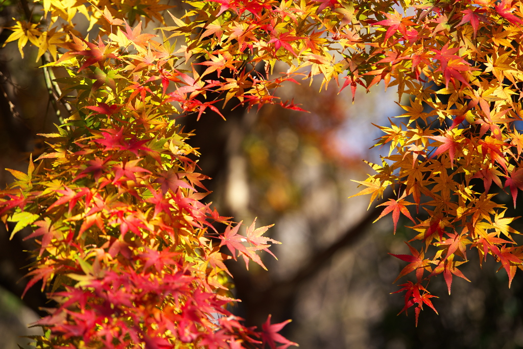 紅葉最終章♪10