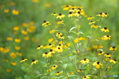 花之江の郷★夏♪10