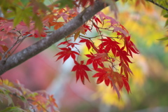 日光・秋本番♪９
