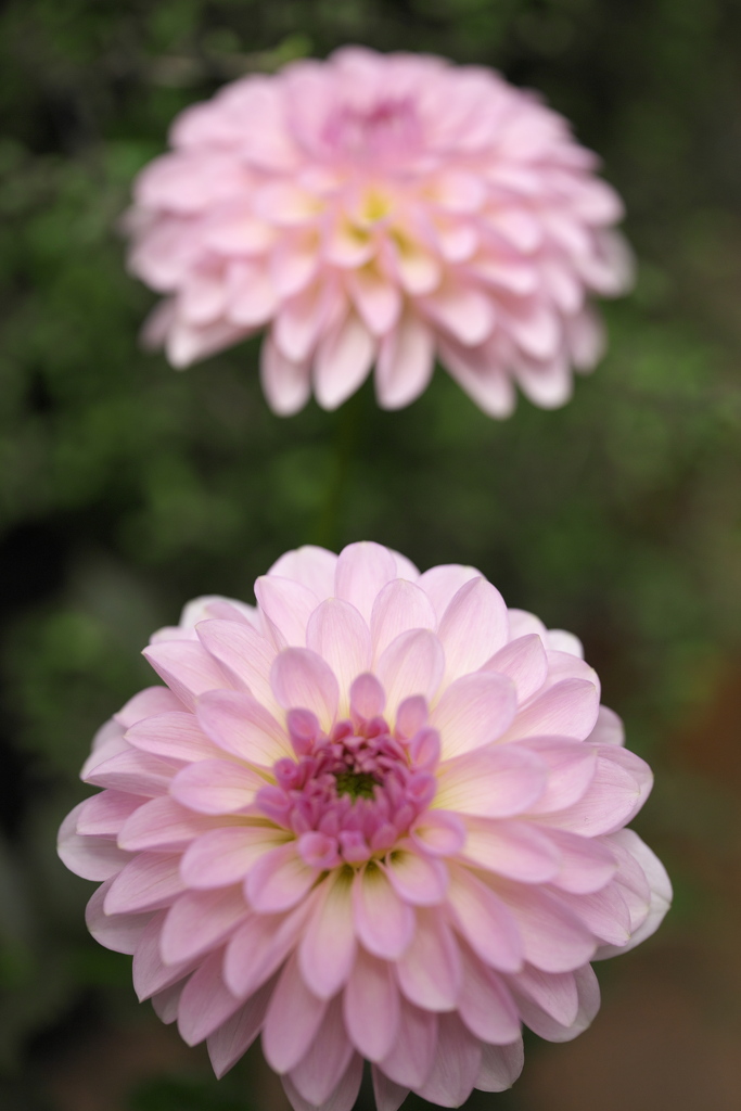 ダ・リ・ア　♪7