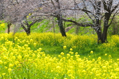 川辺の春♪2