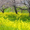 川辺の春♪2