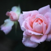 花センターの秋♪2
