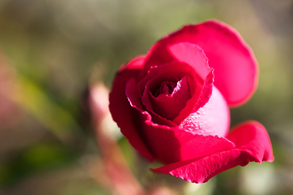 真冬の薔薇♪1