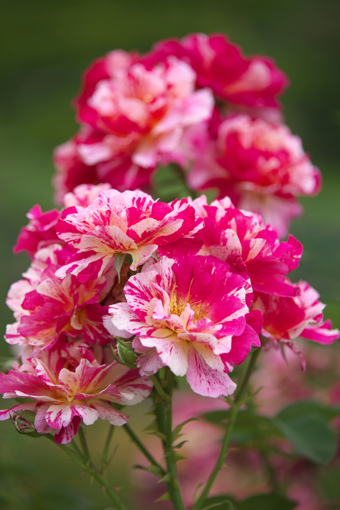 思い出の薔薇Ⅱ♪2