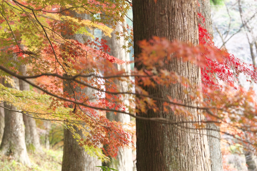 紅葉・金蔵院♪5