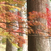 紅葉・金蔵院♪5