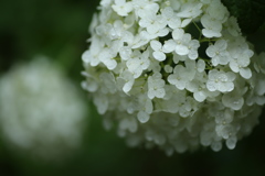 礒山神社の紫陽花♪9