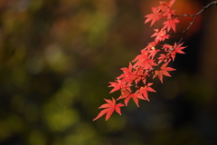 古峰神社の紅葉♪5