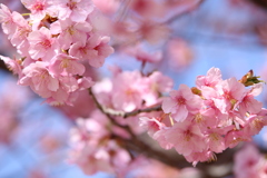 公園の河津桜♪1